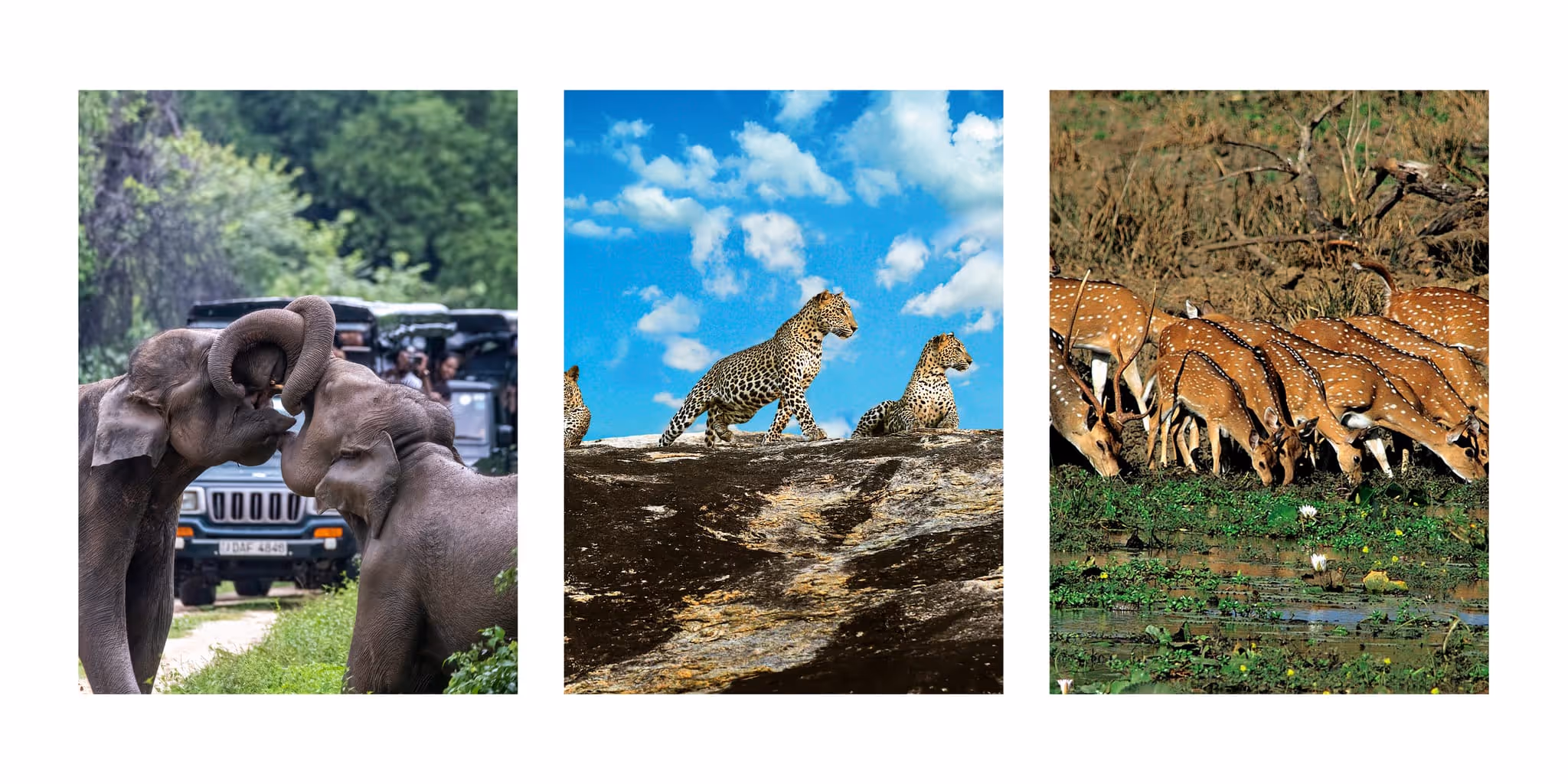 Illustration of Yala National Park featuring a safari jeep, Sri Lankan leopard, elephants, and native wildlife.
