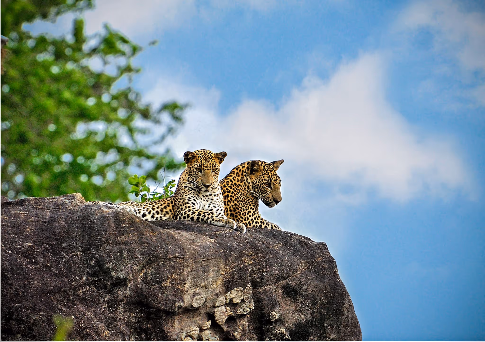 12 Nights The Wonderland Sri Lanka — tour cover photo