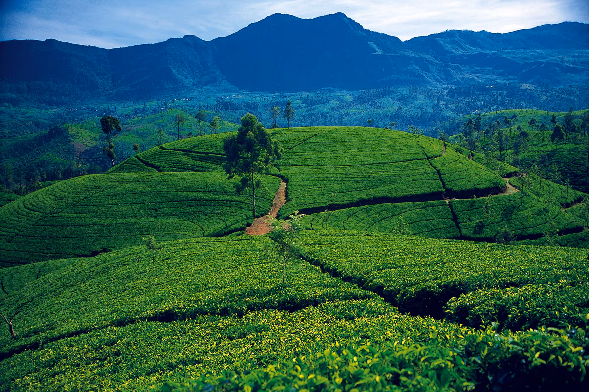 3 Nights Glimpse of Sri Lanka — tour cover photo