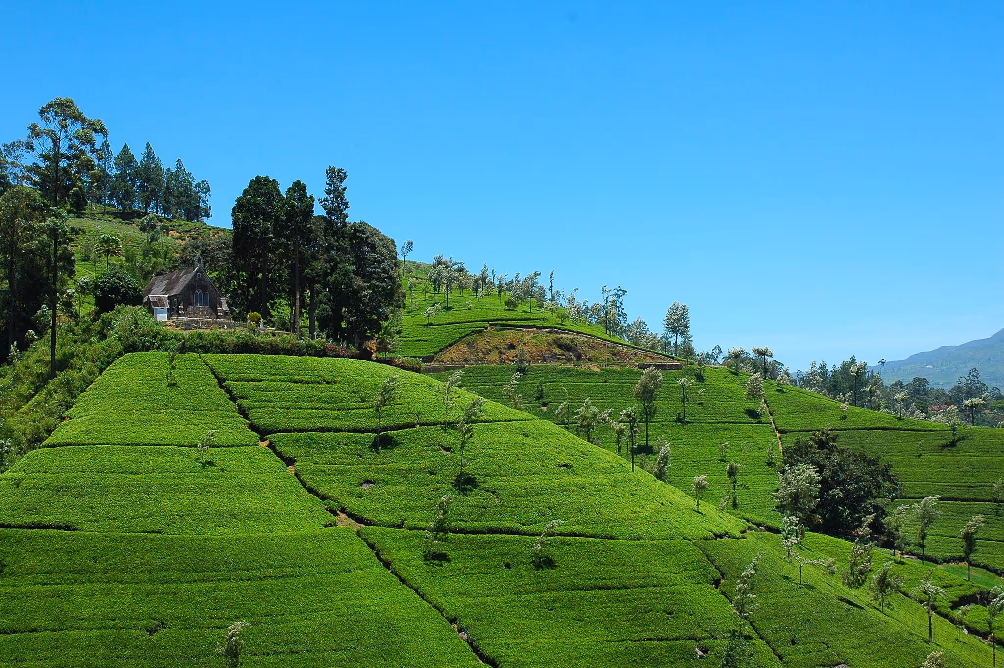 Scenic mountain landscape and lush tea estates in Sri Lanka’s central highlands