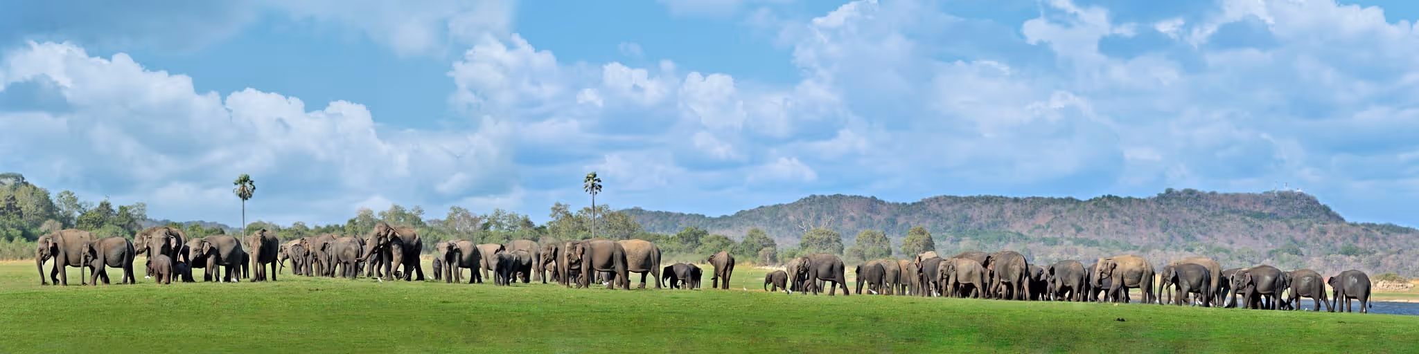 A herd of elephants during the famous Minneriya Elephant Gathering