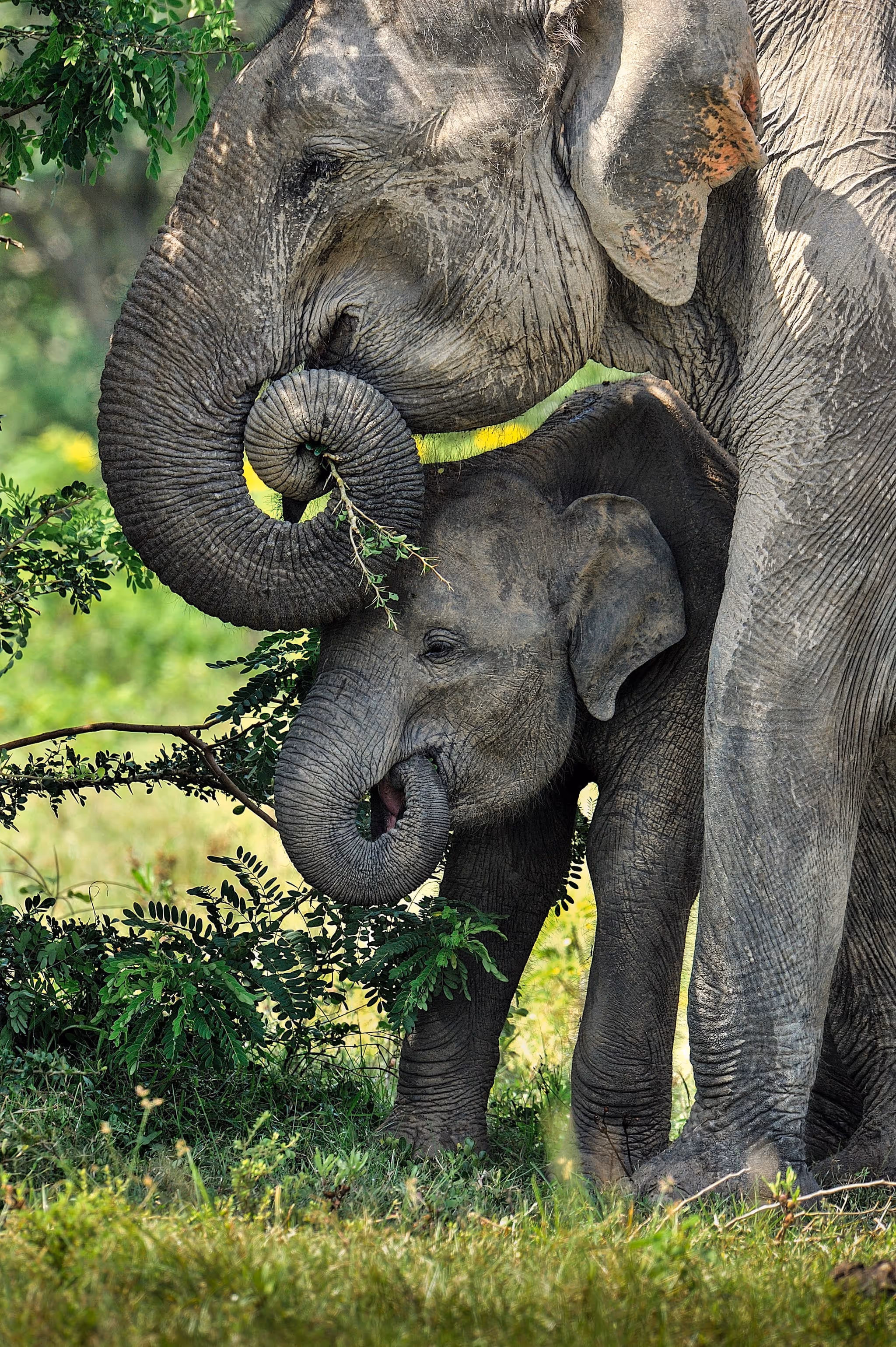 Wild Asian elephants gathering in Minneriya National Park