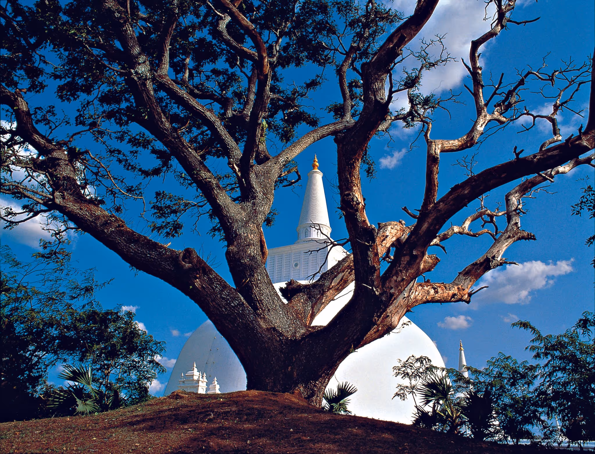 The magnificent Ruwanwelisaya Stupa in the sacred city of Anuradhapura
