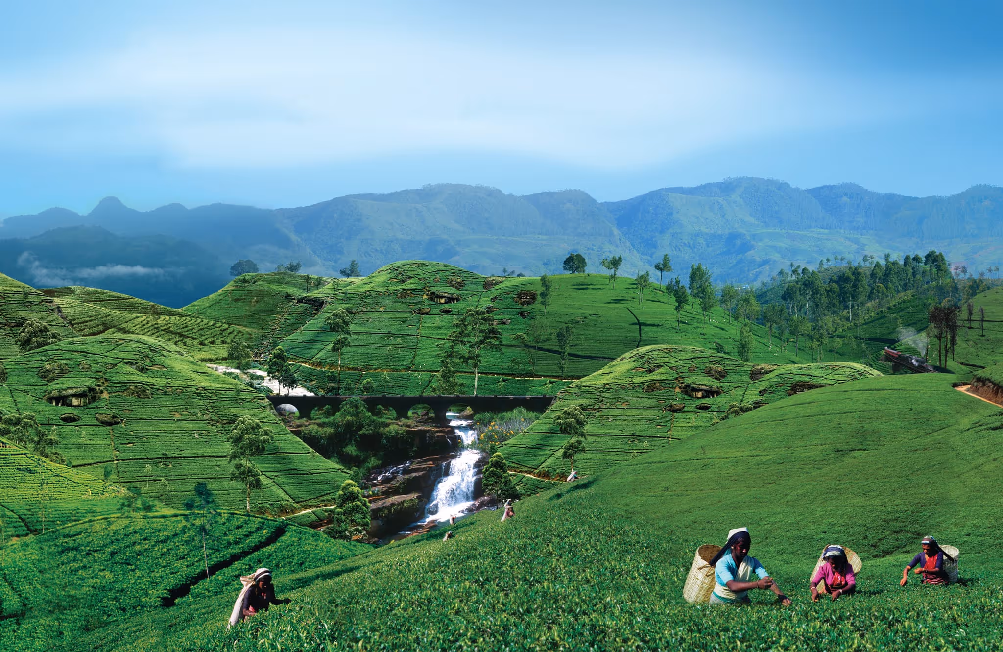 Tea pluckers harvesting fresh tea leaves in Sri Lanka’s hill country