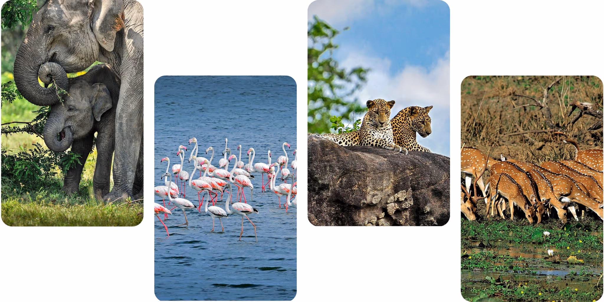 Wildlife experiences in Sri Lanka including elephants, birdlife, leopards, and deer in their natural habitats.