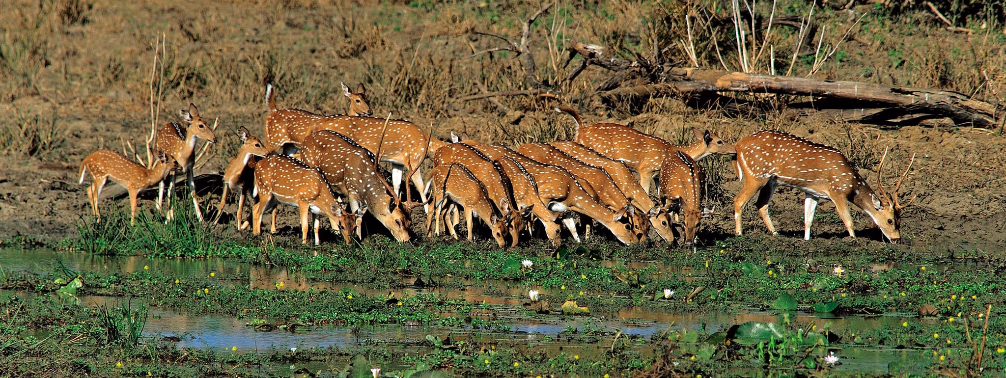 A spotted deer grazing in Yala National Park