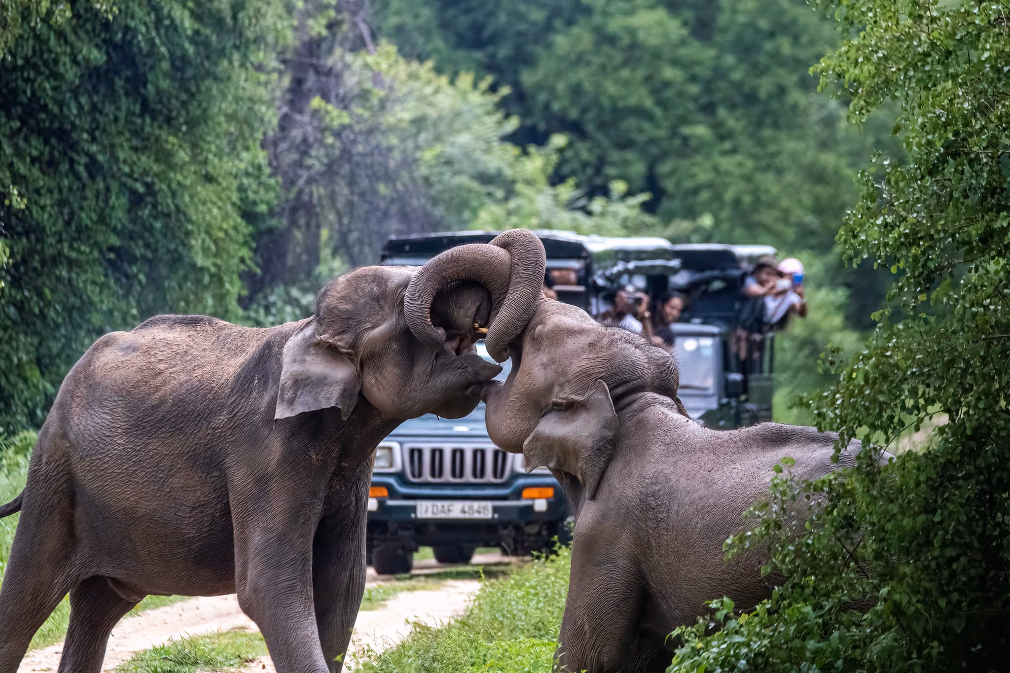 Wild Asian elephants roaming freely in Yala National Park