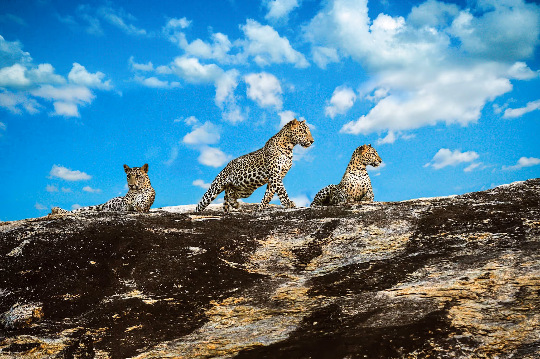 A Sri Lankan leopard resting on a rocky outcrop in Yala National Park