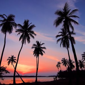 sri lanka, sunset, palm trees